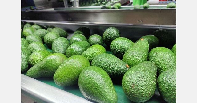Premium Kenyan Hass Avocado | Grade 1 Export Quality | 4kg Reefer Cartons - Image 2