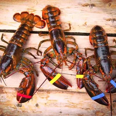 Live Lobsters - Image 3