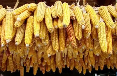 Premium Yellow Maize / Corn (Grade A) | Non-GMO & Aflatoxin $<10\text{ ppb}$ | Direct Farm Bulk - Image 2
