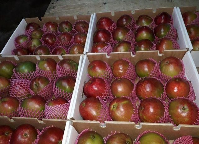 Mango Carton 6kg Mangue Kent Type - Image 3