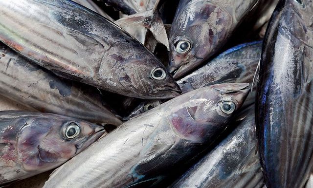 Frozen Tuna - Image 1
