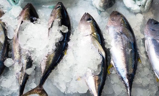 Frozen Tuna - Image 2