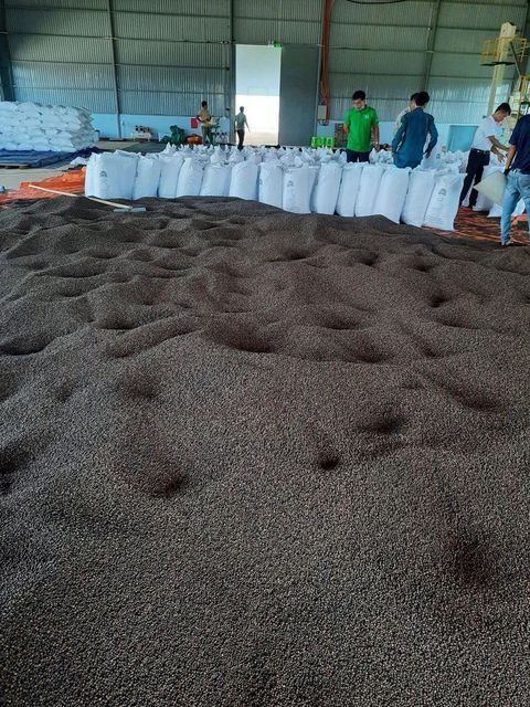 Spices black pepper Dried Bulk Black Pepper Premium Quality Made in Viet Nam Factory Price - Image 3