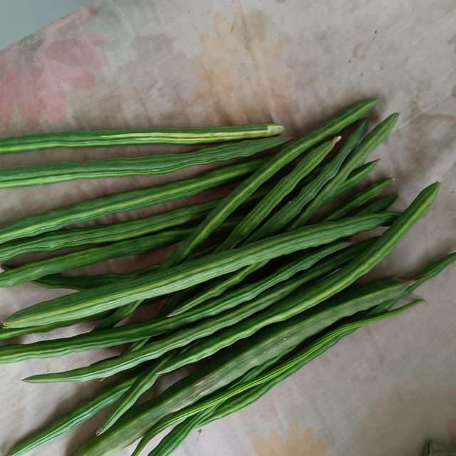 MORINGA POWDER, Drumsticks, - Image 4