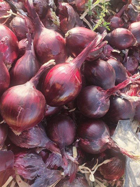 onion - Image 3