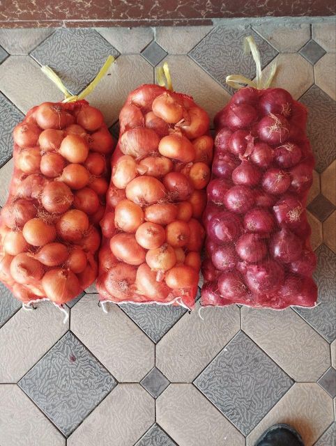 onion - Image 2