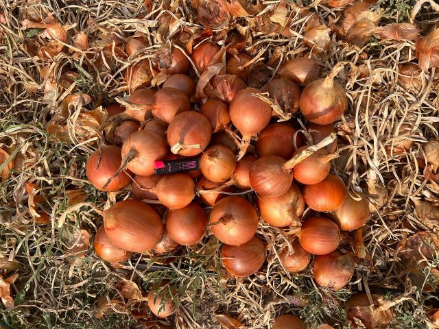 yellow onion - Image 4