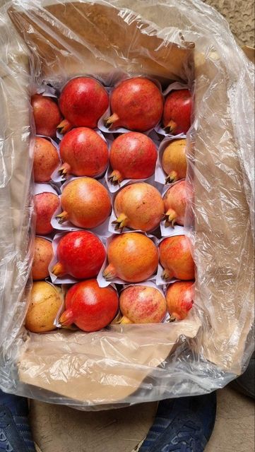 pomegranate - Image 4