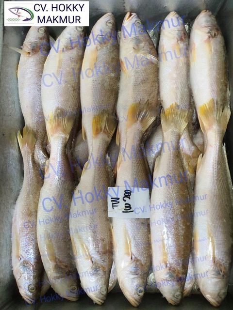 indonesia frozen croaker fish competitive price Weight (kg) 9 kg Variety BC, CY, TW, GL Place of Origin indonesia Size 50, 80, 100, 200, 300, - Image 1