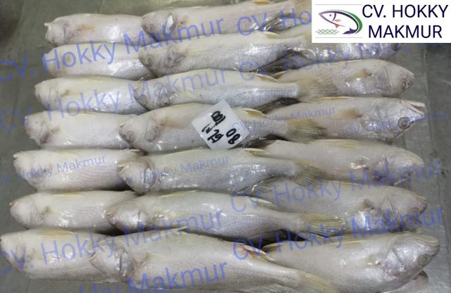 indonesia frozen croaker fish competitive price Weight (kg) 9 kg Variety BC, CY, TW, GL Place of Origin indonesia Size 50, 80, 100, 200, 300, - Image 2