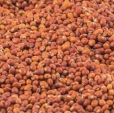 Pigeon pea - Image 1