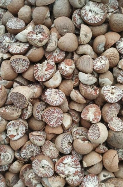 Betel Nuts – product photo 3, product detail gallery