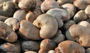 RAW Cashew Nut – product photo 4, product detail gallery