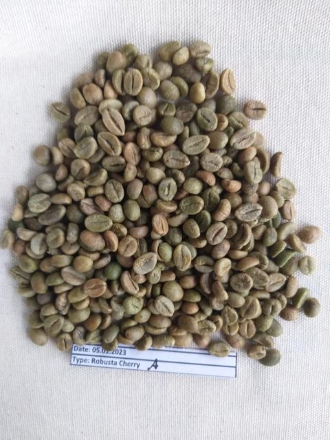 ROBUSTA CHERRY A Grade A Crop Year New Crop Packaging 60 KGS NET Place of Origin INDIA Material UNWASHED CHERRY Moisture Content 12.75% Max - Image 1