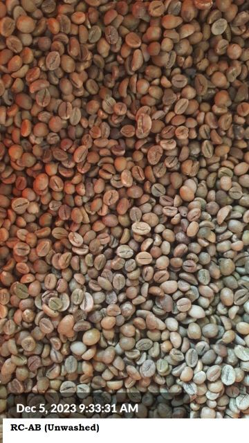ROBUSTA CHERRY AB Origin India Product Code Scr-15 Place of Origin INDIA Max. Moisture (%) 12.75% Packaging Details 60 KGS NET IN NEW JUTE BAG - Image 2