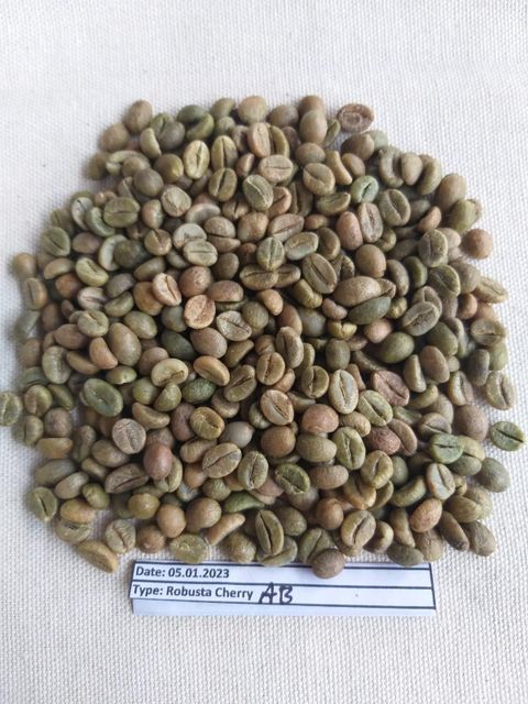ROBUSTA CHERRY AB Origin India Product Code Scr-15 Place of Origin INDIA Max. Moisture (%) 12.75% Packaging Details 60 KGS NET IN NEW JUTE BAG - Image 1