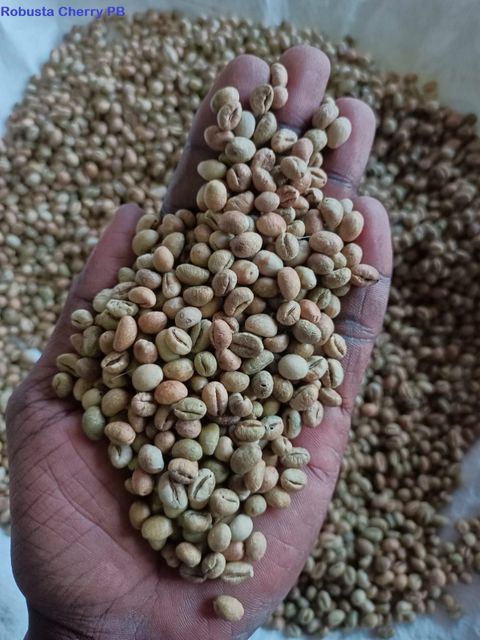 ROBUSTA PB (PEABERRY) Origin India Grade PEABERRY - PB Place of Origin INDIA Processing Method Unwashed - Image 1