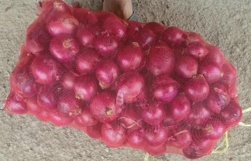 onion - Image 1