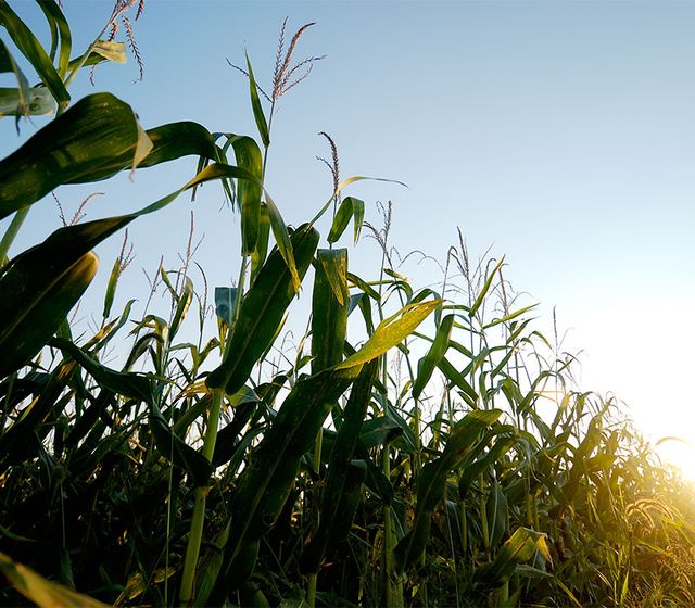 Biofuels - Image 2