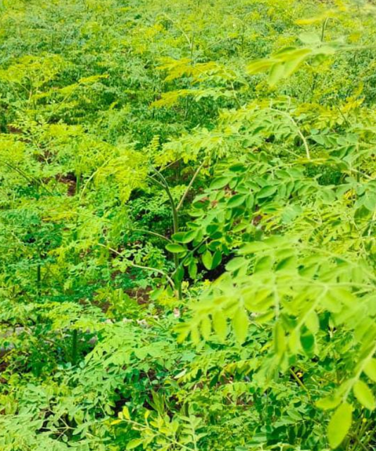 MORINGA POWDER, Drumsticks, - Image 2