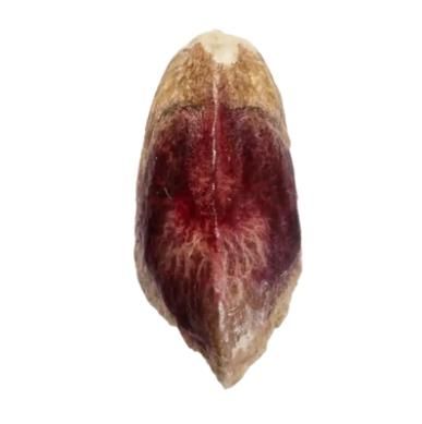 Ahmad Aqhaei Pistachio Kernel Long Shape Shelf Life 24 Months - Image 3
