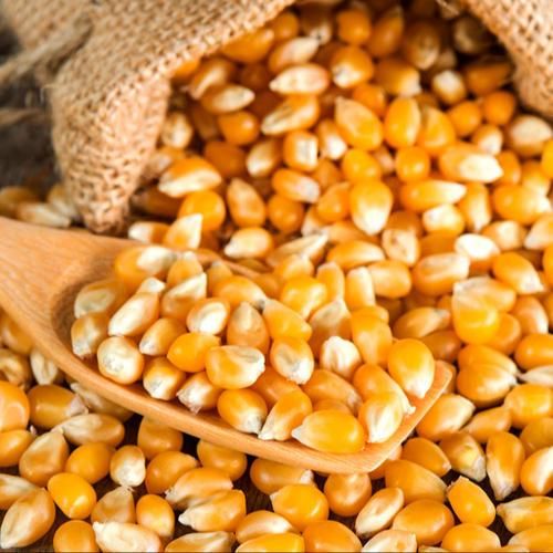 Yellow Corn - Image 2