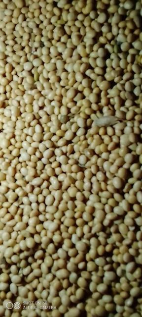 Non-GMO Soybean - Image 1