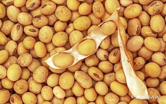 Non-GMO Soybean - Image 3