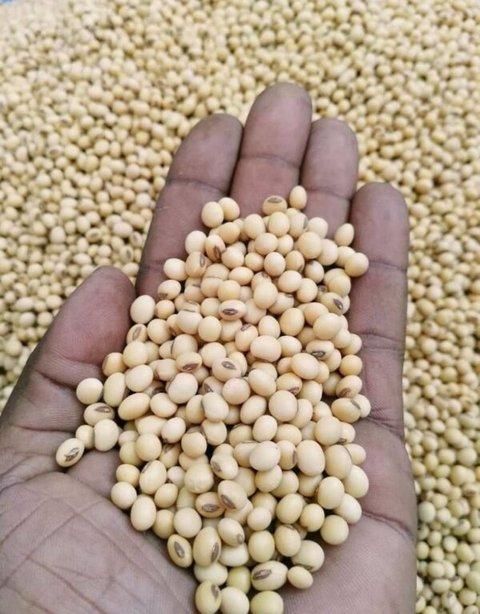 Premium Non-GMO Yellow Soybeans (Grade 1 & 2) | High Oil (21%) & Protein (38%) | Direct Farm - Image 1