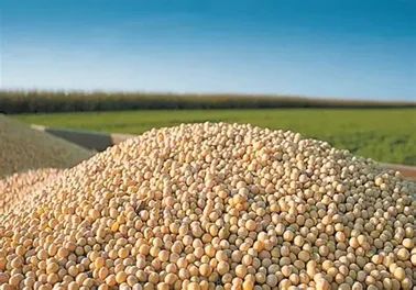 Premium Non-GMO Yellow Soybeans (Grade 1 & 2) | High Oil (21%) & Protein (38%) | Direct Farm - Image 3