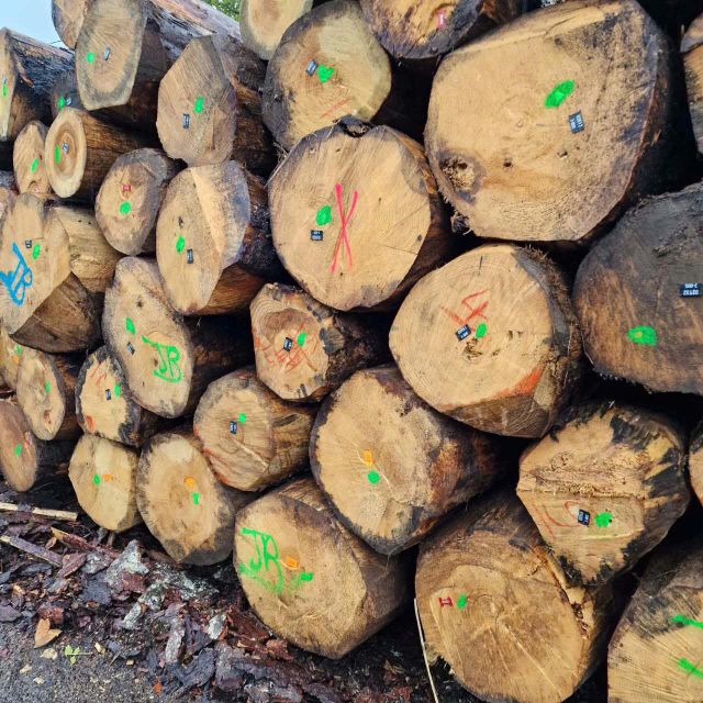 Spruce Wood Logs Grade ABC Place of Origin France Feature Dia 20-25cm, above - Image 1