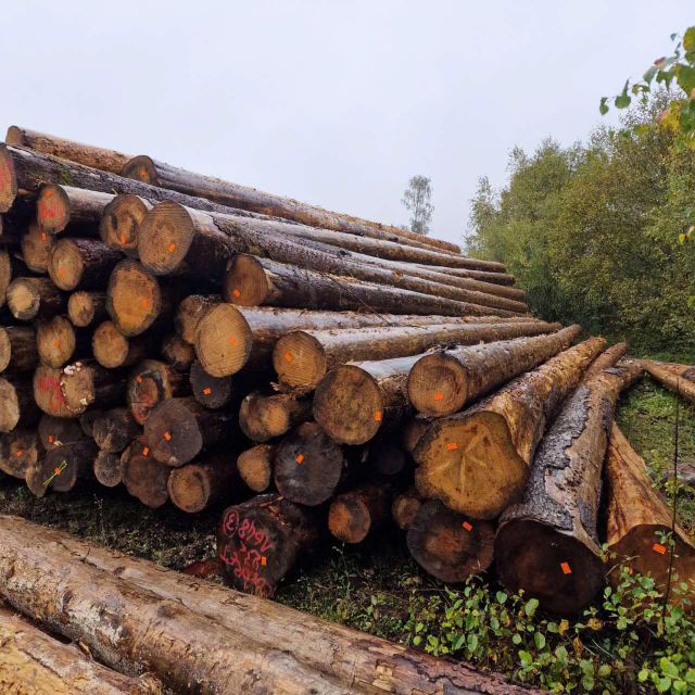 Spruce Wood Logs Grade ABC Place of Origin France Feature Dia 20-25cm, above - Image 2