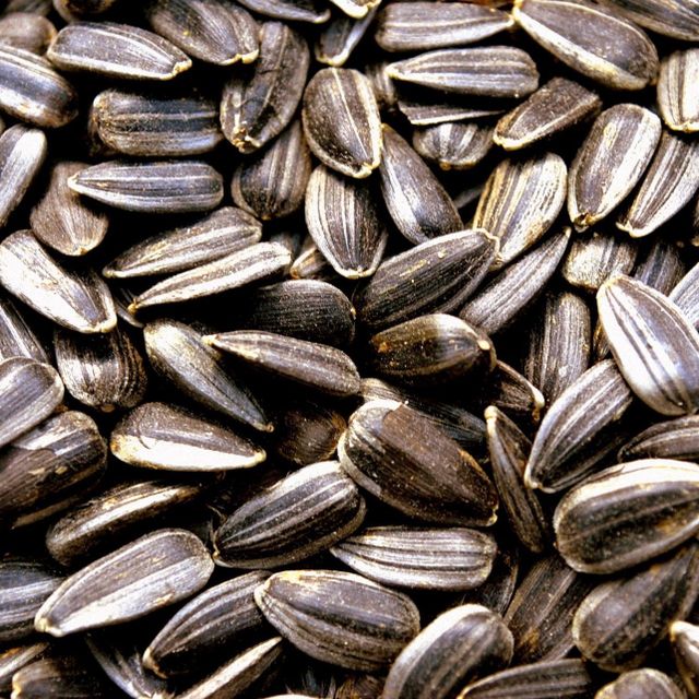 Sunflower Seed - Image 2