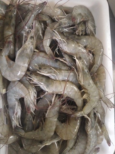Premium Frozen Vannamei Shrimp (HOSO & PDTO) | Grade A Indonesian Origin | FOB Semarang - Image 3