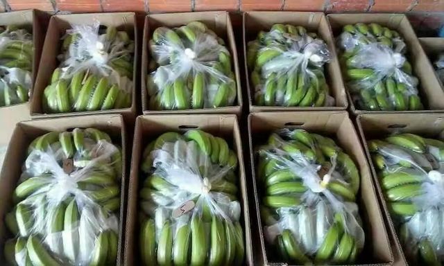 TOP-QUALITY FRESH CAVENDISH BANANAS - PREMIUM TASTE WITH GOOD PRICE FROM VIETNAM – product photo 7, product detail gallery
