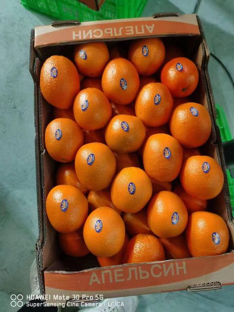 Newhall Navel Orange - Image 2