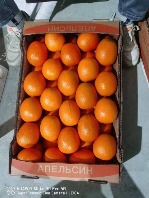 Newhall Navel Orange - Image 1