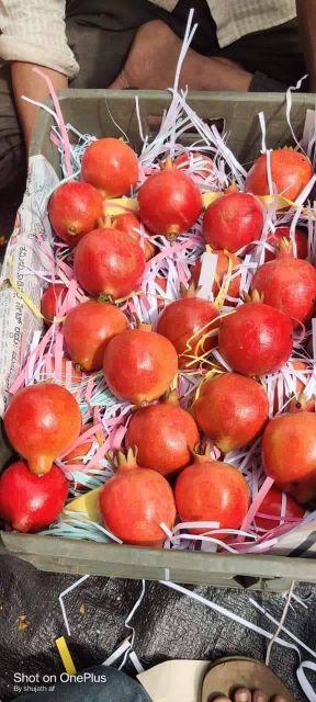 POMEGRANATE - Image 2