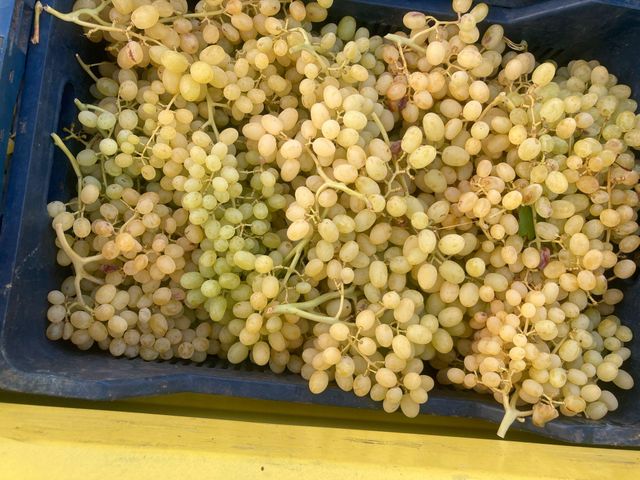 Turkey - Fresh Grape - Yellow Color Color Yellow Packaging Pack Brand Name Individual Place of Origin - Image 2