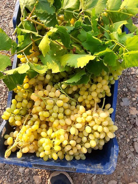 Turkey - Fresh Grape - Yellow Color Color Yellow Packaging Pack Brand Name Individual Place of Origin - Image 3