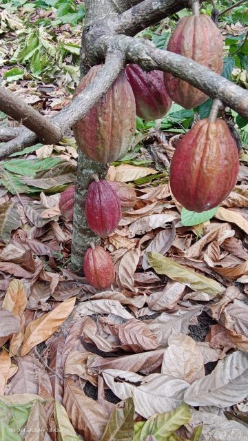 Cocoa bean, dried cocoa seed shell, and powder Grade A Type cocoa bean Packaging jute bag - Image 3