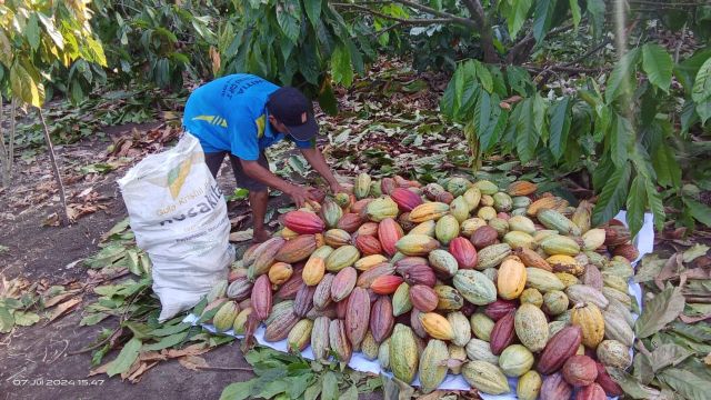 Cocoa bean, dried cocoa seed shell, and powder Grade A Type cocoa bean Packaging jute bag - Image 6