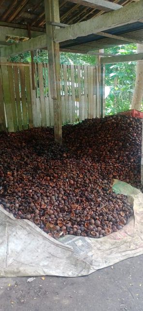 Cocoa bean, dried cocoa seed shell, and powder Grade A Type cocoa bean Packaging jute bag - Image 5
