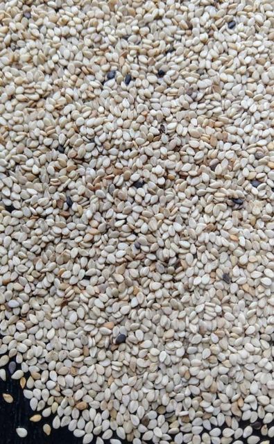 Sesame Seed – product photo 2, product detail gallery