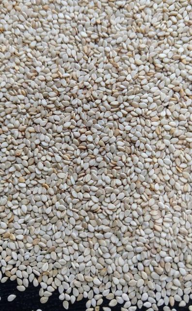 Sesame Seed – product photo 1, product detail gallery