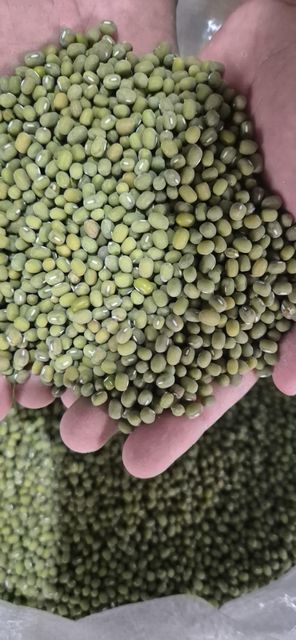 Dried Mung Bean Grade A Flavor Natural Fiber Content High Preservatives None Protein Content High Source Finest Harvests - Image 2