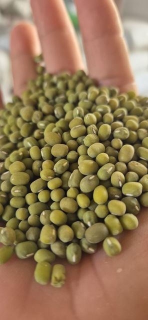 Dried Mung Bean Grade A Flavor Natural Fiber Content High Preservatives None Protein Content High Source Finest Harvests - Image 4
