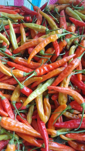 Dried Chilli - Image 4