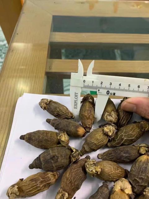 Dried Betel Nut - Image 3