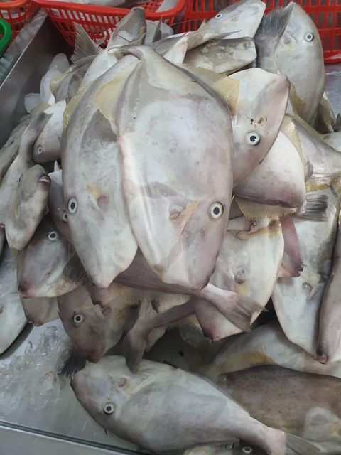 Frozen Lesther Jacket Fish Packaging MC Size 500,700, 1000 Place of Origin Indonesia - Image 3